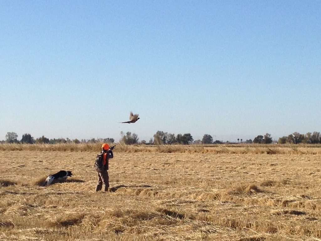 Hunter Shooting Pheasant Flying