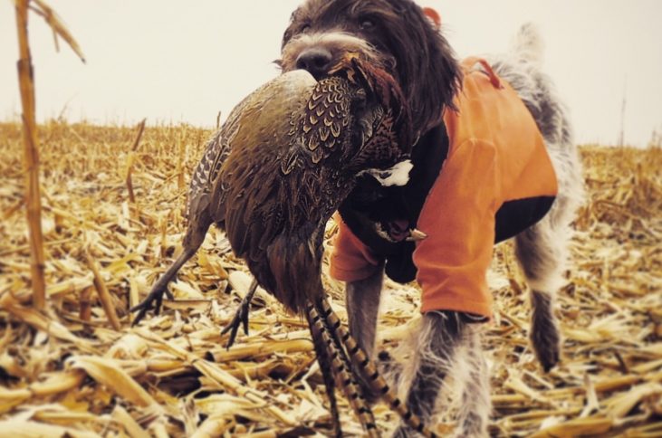 Pheasant Hunt – South Dakota