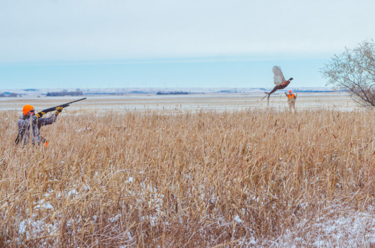 Winter Pheasant Flush with Hunter