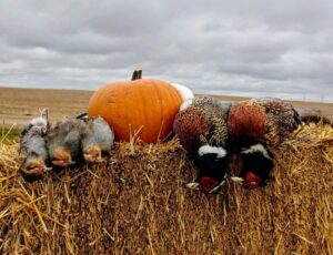 Vandys Pheasant with Pumpkin